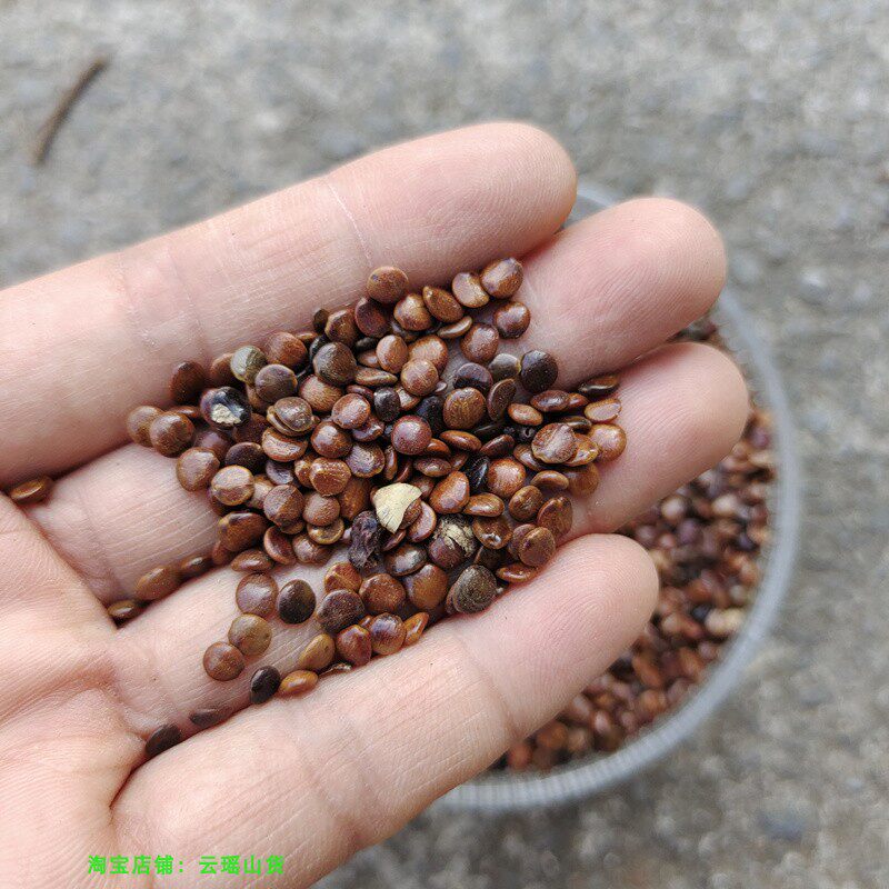 枳椇500克拐枣万寿果鸡爪梨籽野生无添加解酒中药材传统滋补品其他