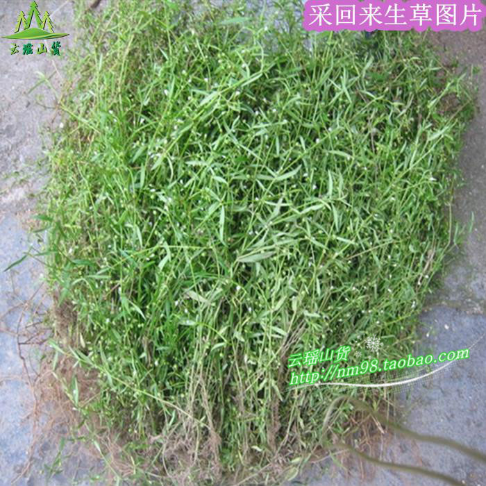 白花蛇舌草野生 百花蛇舌草 新鲜干品500克包邮 另有