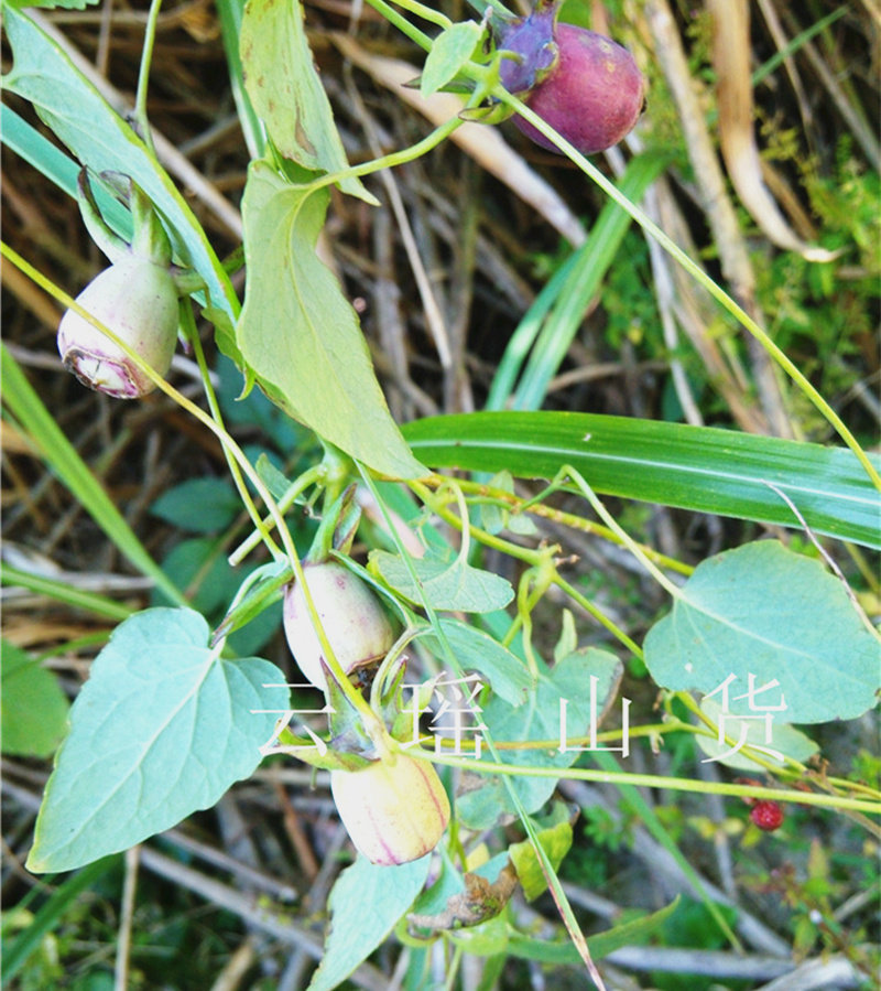 纯正野生土党参也叫土人参干货无硫中药材泡水煲汤泡酒100克包邮