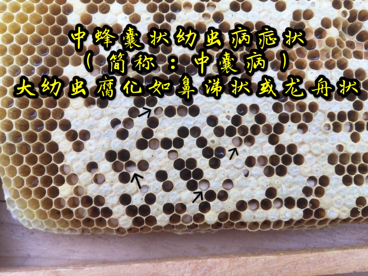 蜜蜂烂子病中蜂囊状幼虫病幼虫腐臭病巢虫药中囊病蜂药烂子不封盖