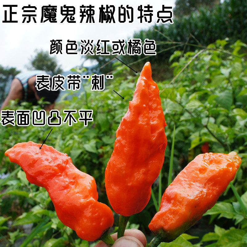 50克正宗印度魔鬼辣椒象鼻云南涮涮辣超巨特辣椒粉料