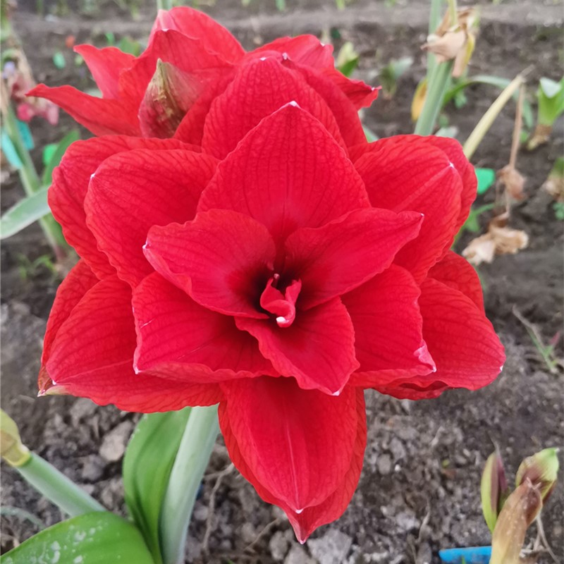 朱顶红樱桃妮芙重瓣大花保证阳台庭院种植花卉种球