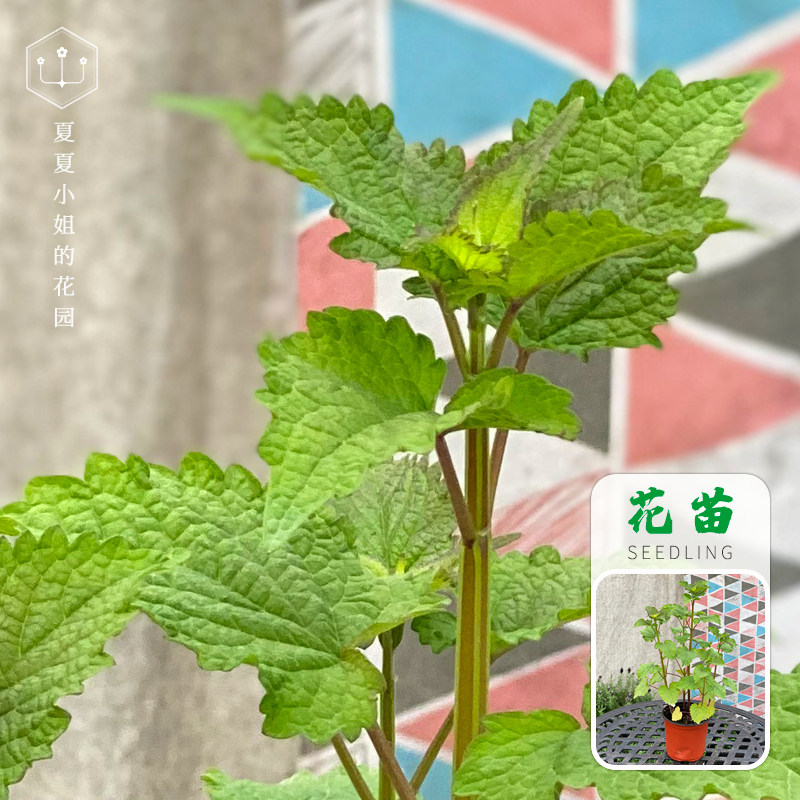 花园夏夏小姐食用藿香鱼香盆栽小苗香料佐料绿植