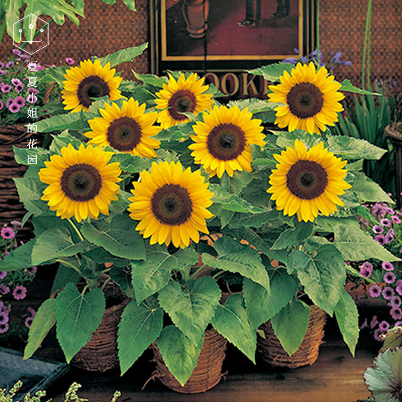 日本takii微笑向日葵矮生矮杆进口花种子夏播秋播易活易种盆栽