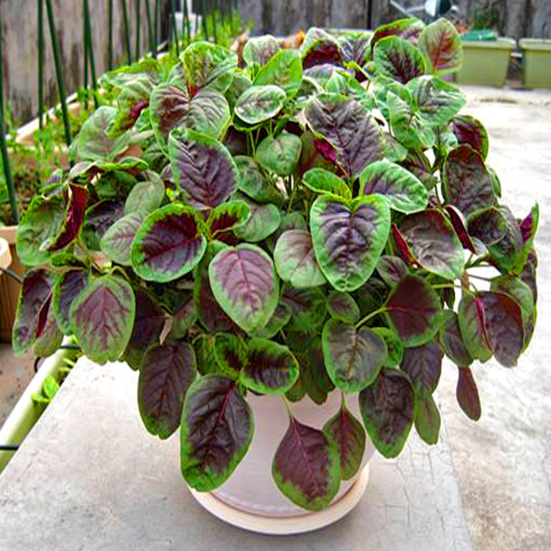 红叶苋菜春夏秋冬四季播种窗台阳台花盆养菜种菜家庭园艺种子