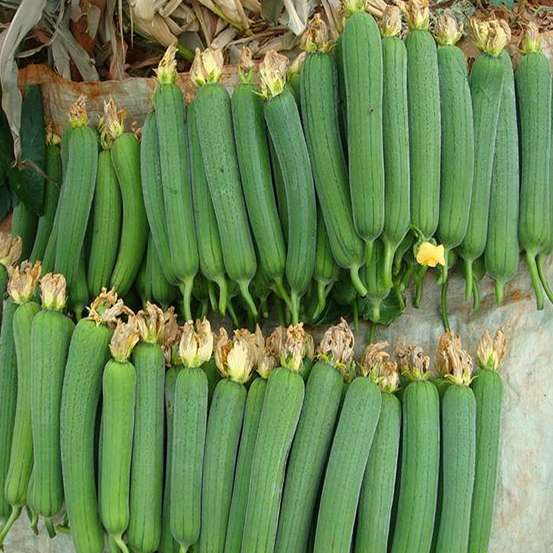 肉丝瓜八角丝瓜蔬菜果蔬种子四季播种夏季秋季新手种菜高产易活