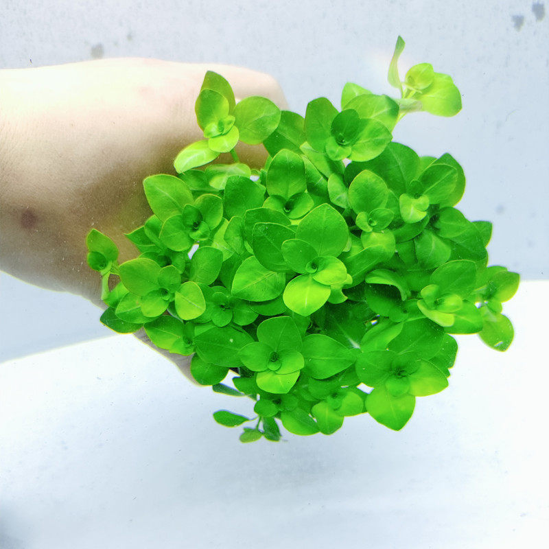 水草纯绿丁香坨草淡水无需沙中后景植物鱼缸水草