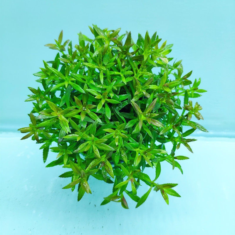 造景水草无需坨草新手懒人植物三角叶水草水下水草