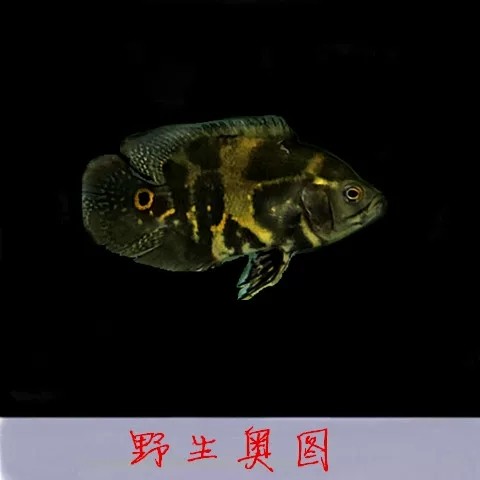 地图野生黑白鱼苗观赏鱼热带鱼凶猛猛鱼七星奥图鱼