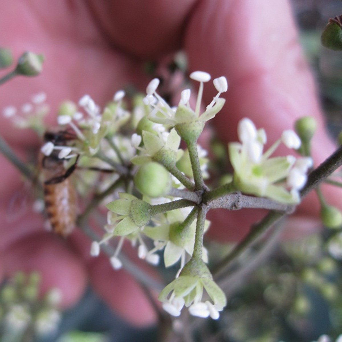鸭脚木冬蜜鹅掌柴土蜂蜜原蜜天然自养自产自销深山野生冬季500g