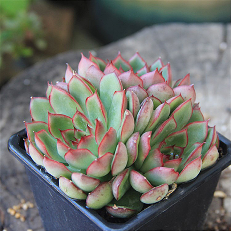 多肉植物萤火三头群生正版美物状态萌系绿植多肉植物