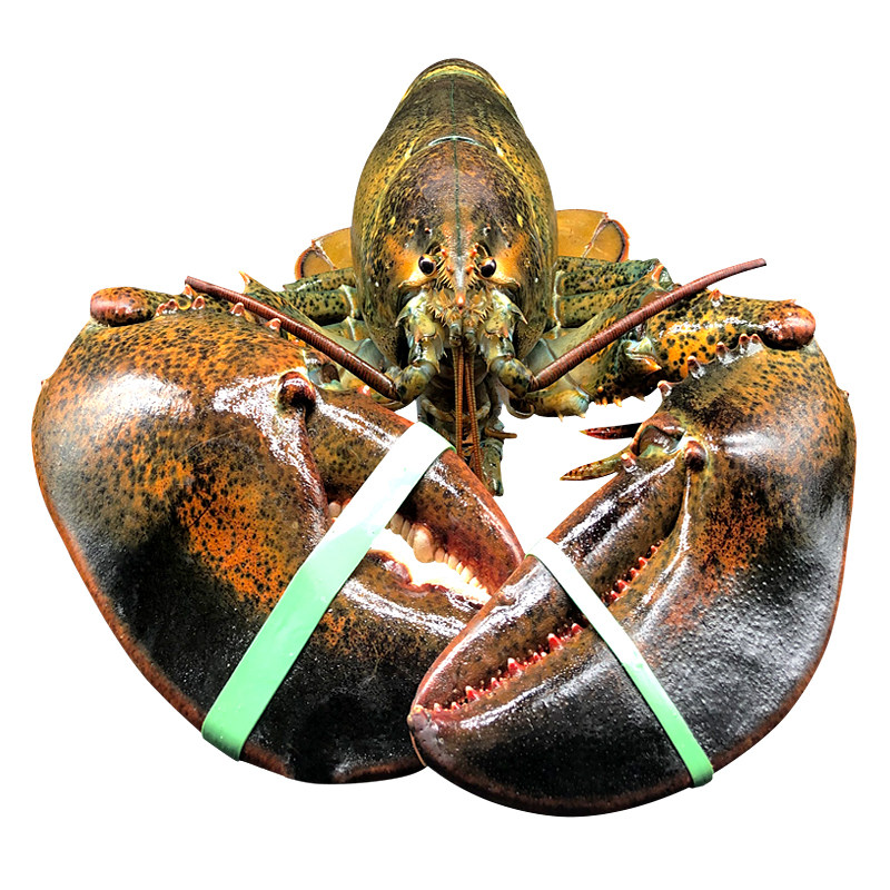 新鲜波士顿龙虾海鲜水产鲜活进口10超特大澳洲澳大利亚大龙虾8斤