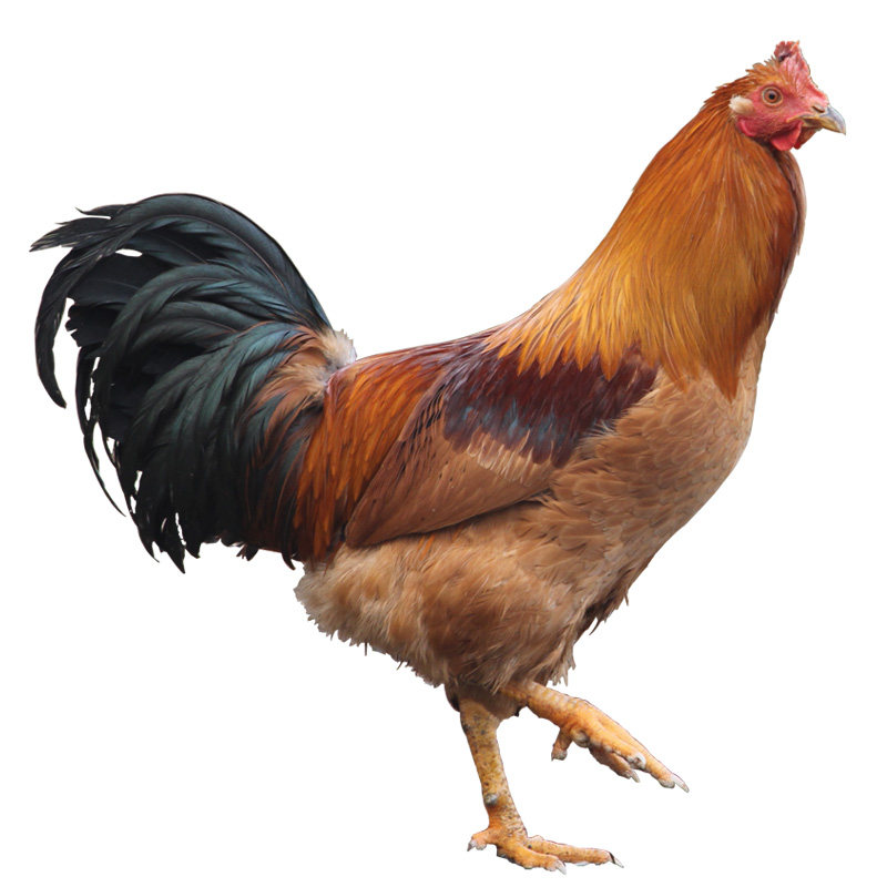 正宗兰溪农家散养红毛大阉鸡土线鸡献鸡太监鸡走地鸡活鸡新鲜现杀