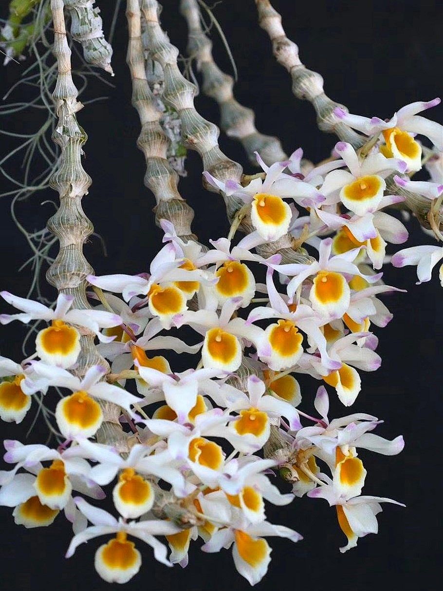 石斛宝塔兰花稀有肿节光节珠节附生吊兰盆栽时令草本花卉