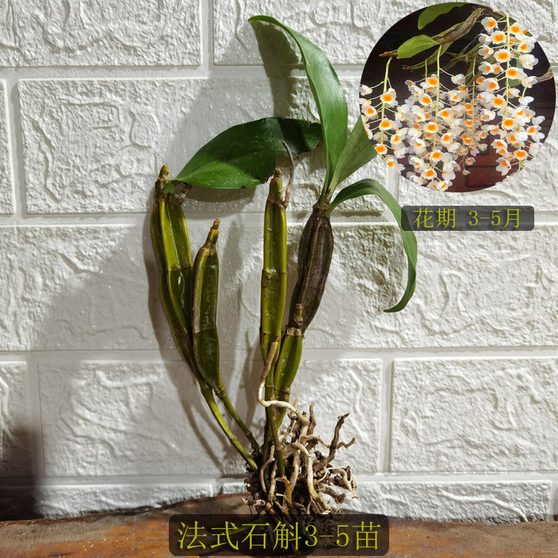 石斛法式四角白法式稀有越南品质球形非常高雅花卉