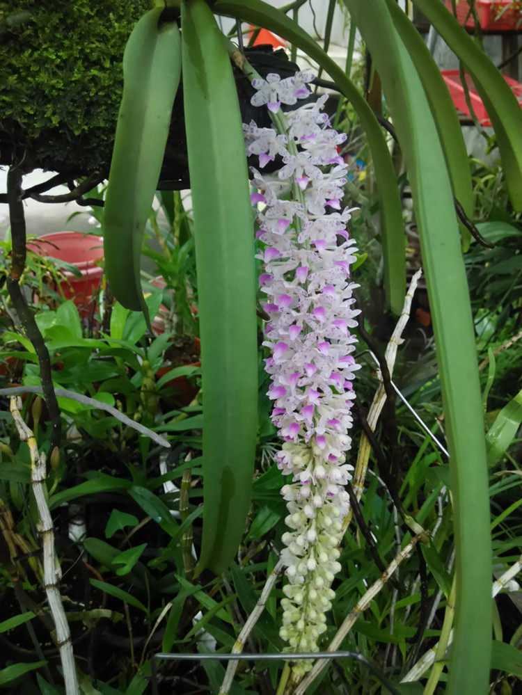 狐尾花多附生兰花盆栽盆景开花漂亮很好养花时令草本花卉