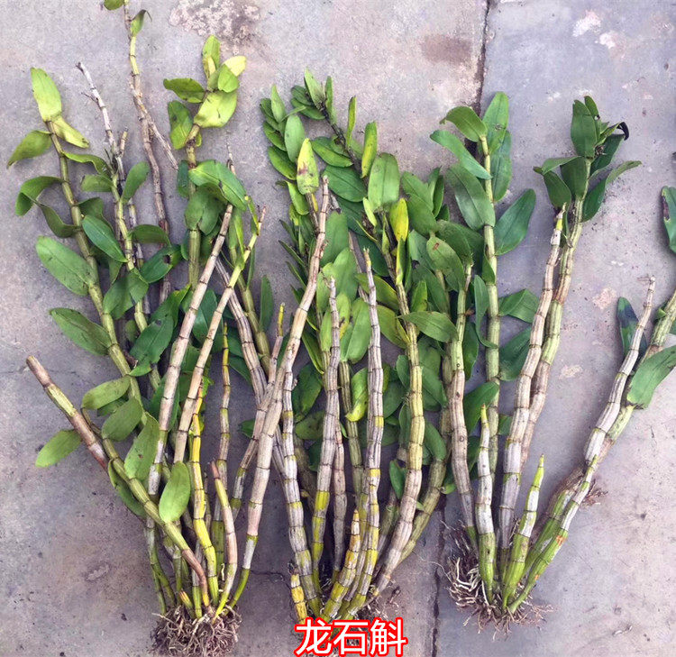 石斛兰花盆景龙石斛龙骨吊兰花卉绿植盆栽包邮花卉