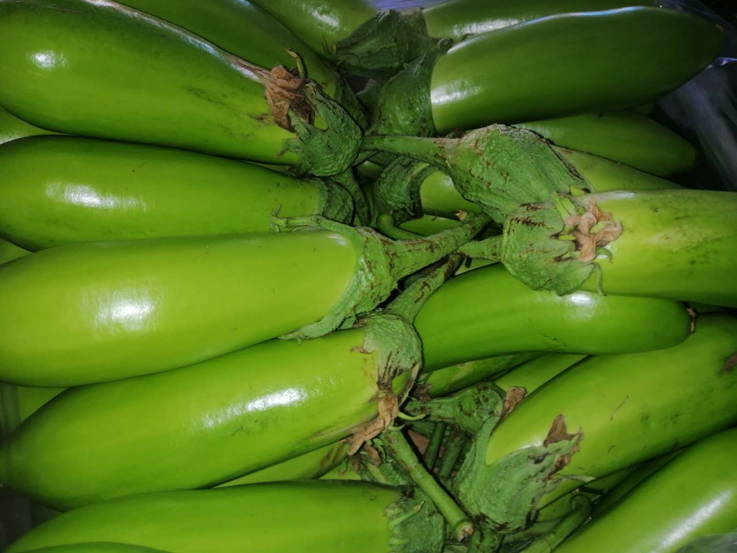 茄子东北农家自种绿茄子蔬菜绿皮新鲜青皮生吃其它