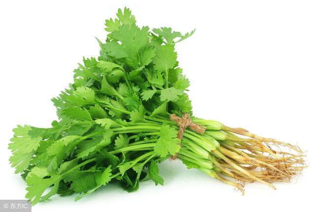 香菜东北凉菜拌菜做汤小菜酱菜新鲜芽非香椿其它