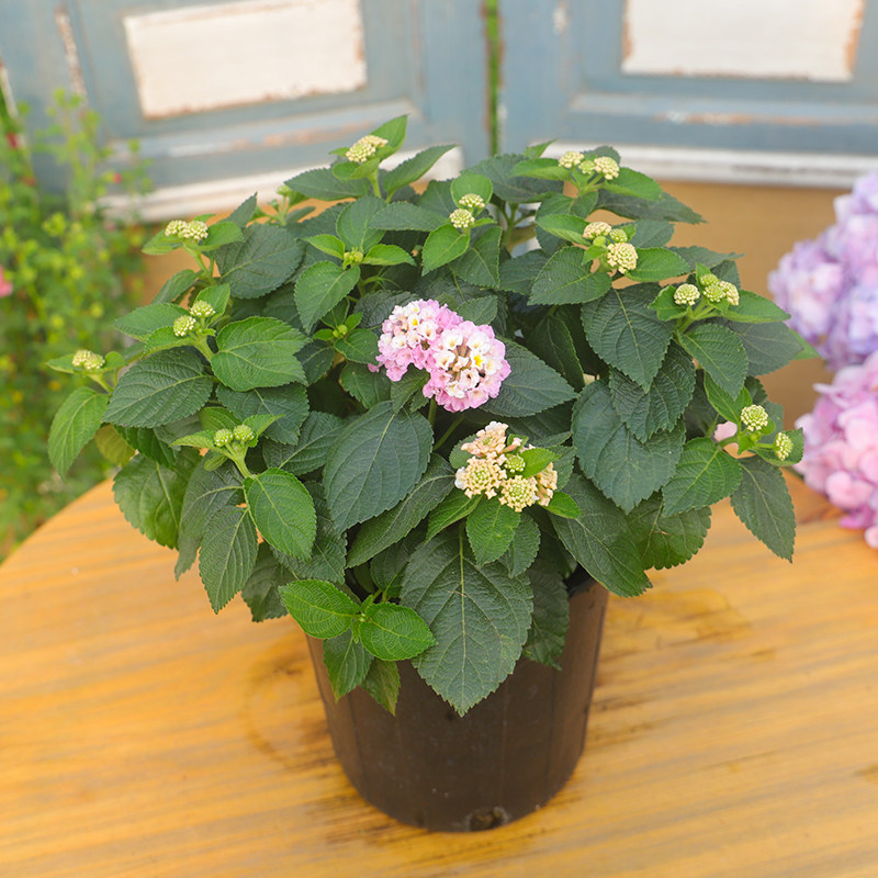 五色梅大盆栽易爆盆带发货露天植物花开不断花卉