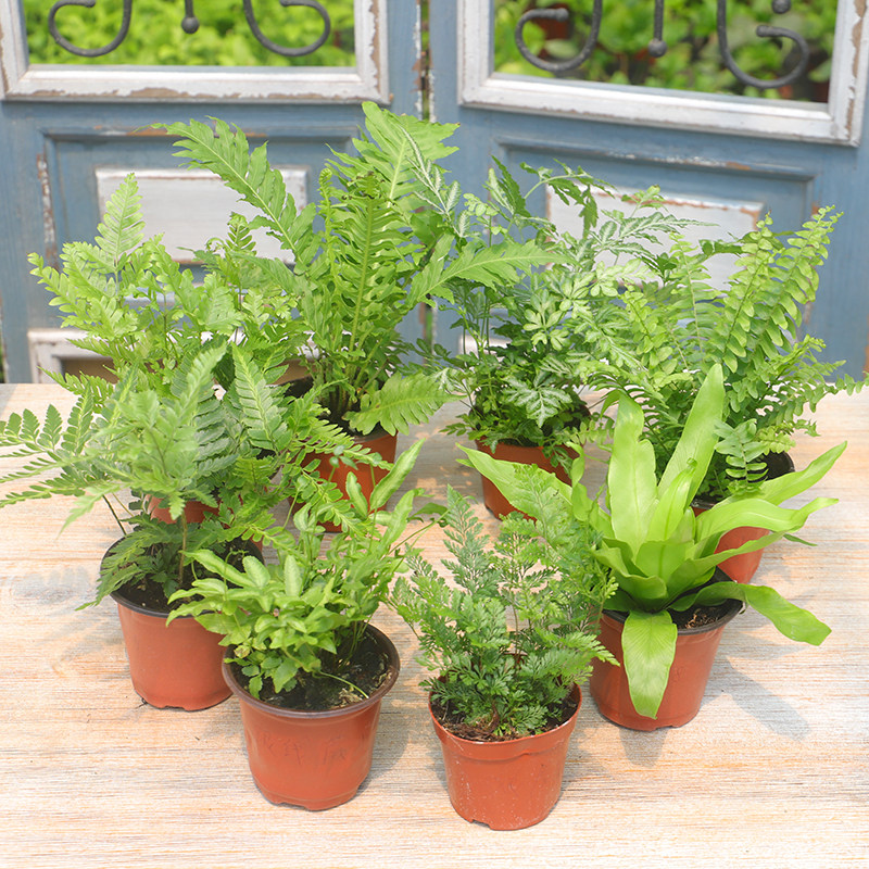 蕨类盆栽波士顿鸟巢铁线银线凤尾蕨狼尾纽扣蕨蕨时令草本花卉