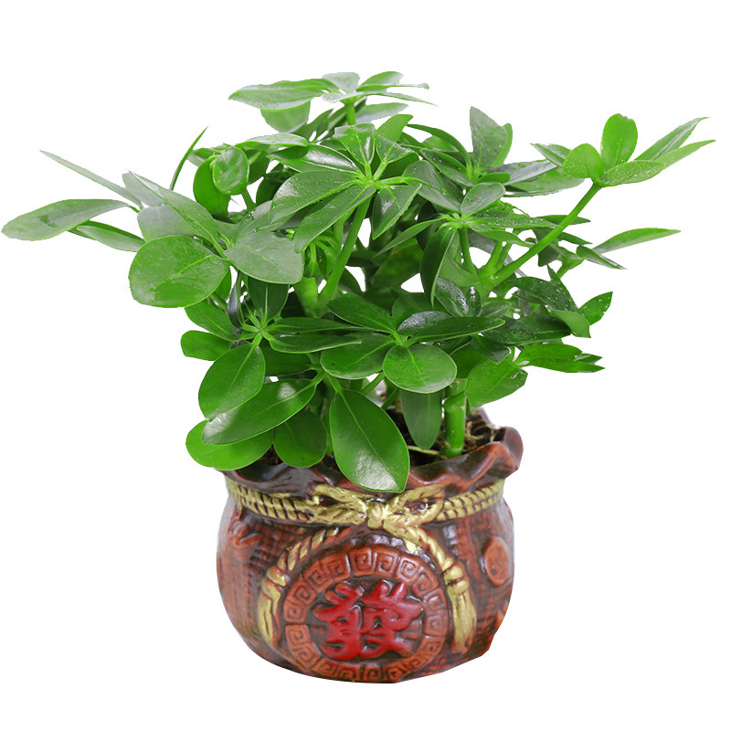 四季常青八方来财鸭脚木室内阳台桌面绿植盆栽花卉发财树招财树