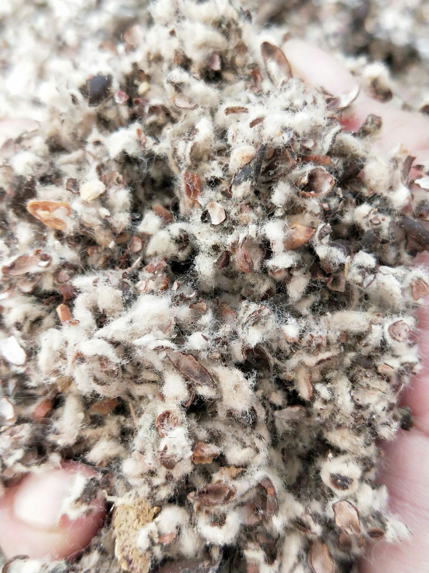 棉籽原料蘑菇食用菌栽培优质培养养料种植包原料饲料原料