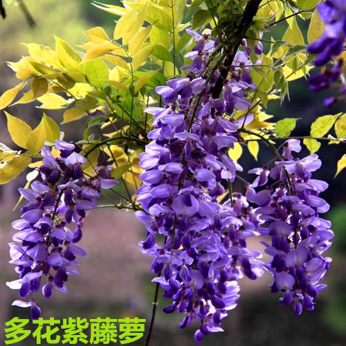 庭院花卉紫藤花苗爬藤植物紫藤萝紫藤树苗多花紫萝藤包邮包活