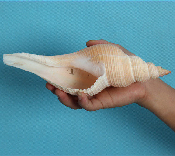 包邮天然海螺贝壳澳洲长香家居摆设海螺