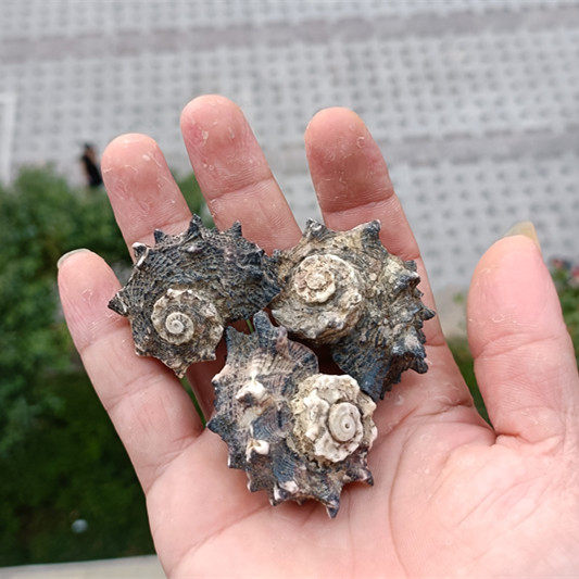 包邮天然海螺贝壳刺螺卷贝鱼寄居专用鱼缸装饰海螺