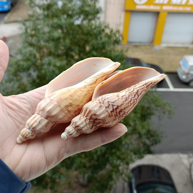 涡螺包邮天然海螺贝壳稀有标本哈密闪电鱼缸海螺