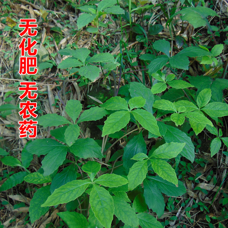 农家500克奶参羊乳中药材狗头自挖海螺新鲜山海其他药食同源食品