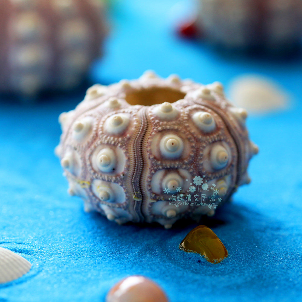 海胆天然贝壳海螺花盆创意diy地台装饰空气海螺