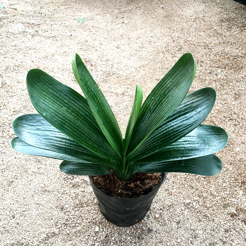 君子兰精品品立盆栽当年开花技师油匠花卉绿植时令草本花卉