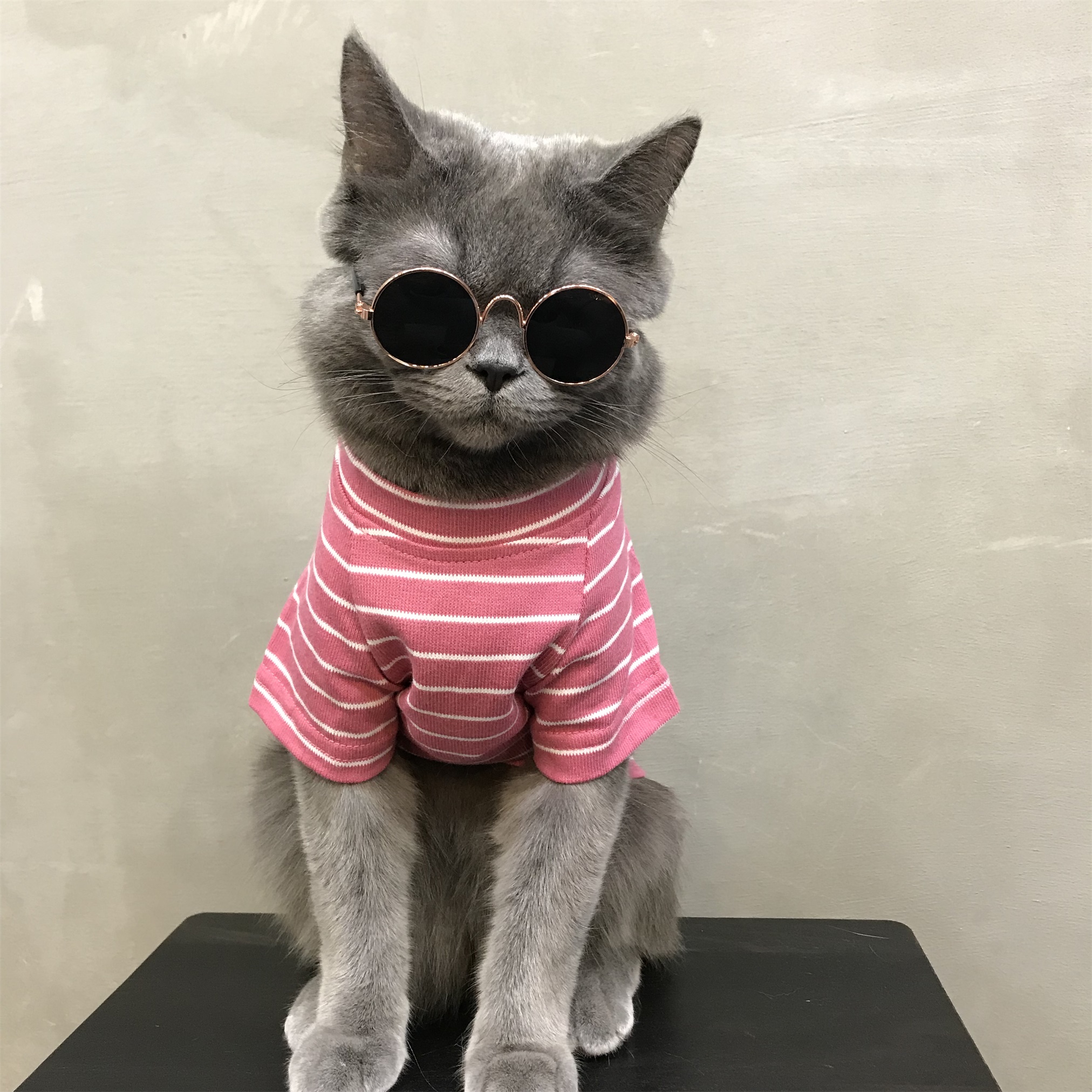 衣服猫咪夏季薄款英短蓝猫宠物布偶猫小奶猫猫宠物服装