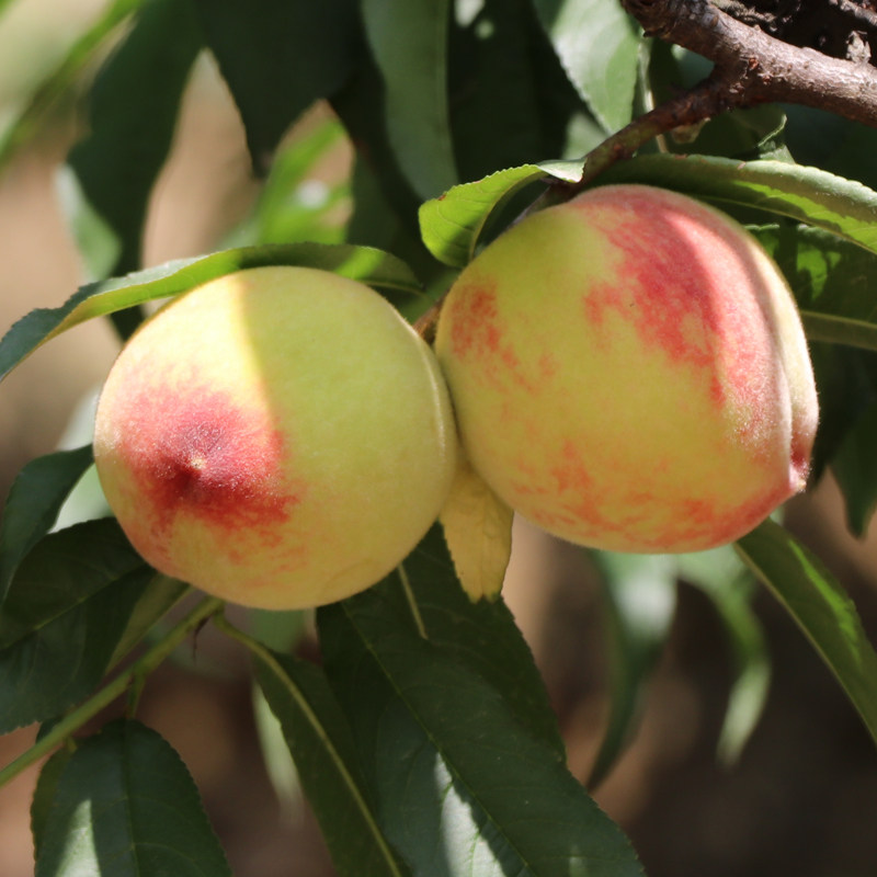 空运包邮正宗四川老树脆血毛桃新鲜现摘水果桃