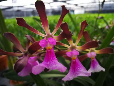 兰花洋兰树兰原生大头芳香2.