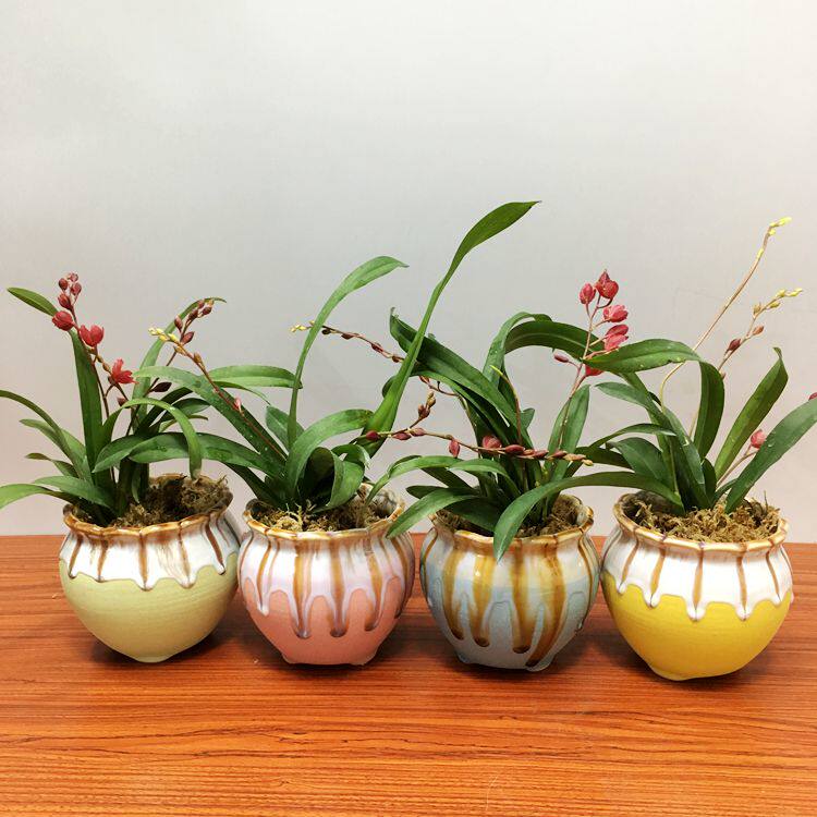 迷你文心兰红瓢虫洋兰桌面趣味花卉兰花小盆时令草本花卉