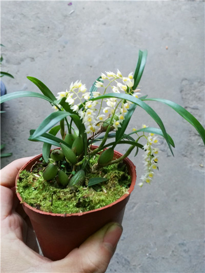 兰花洋兰直唇石豆兰bulbdelitescens时令草本花卉