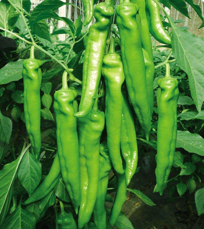 种子寿光蔬菜辣椒尖椒金剑6号进口高产品种家庭园艺种子