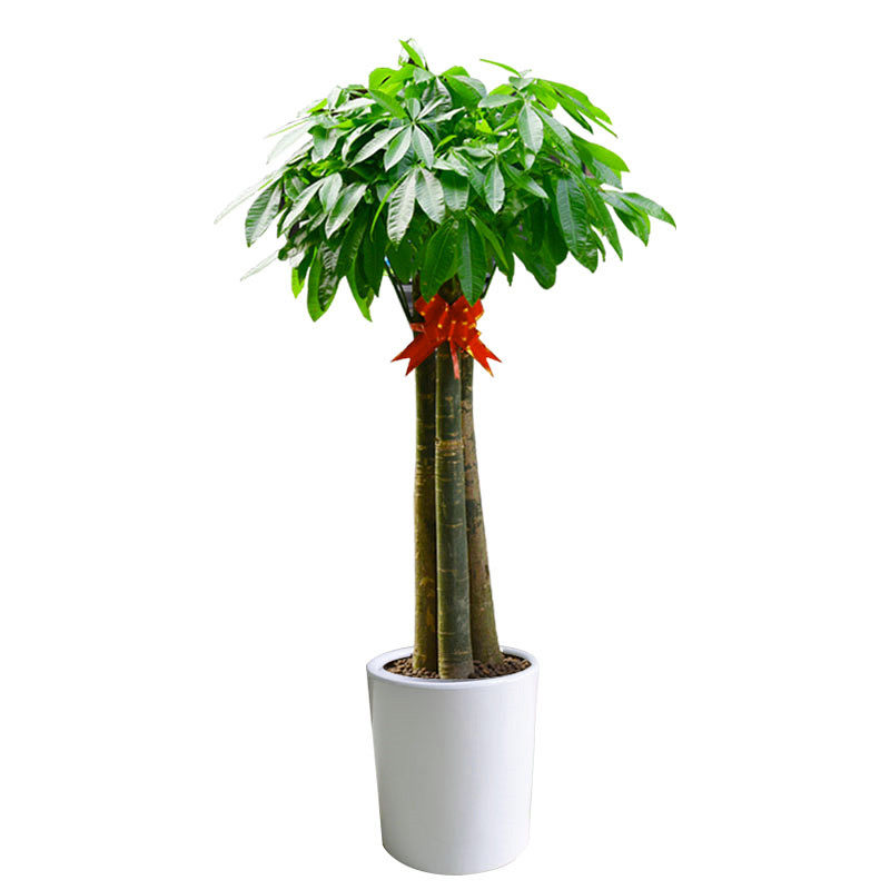 大型三杆发财树盆栽花卉开业乔迁办公室客厅绿色植物大型绿植