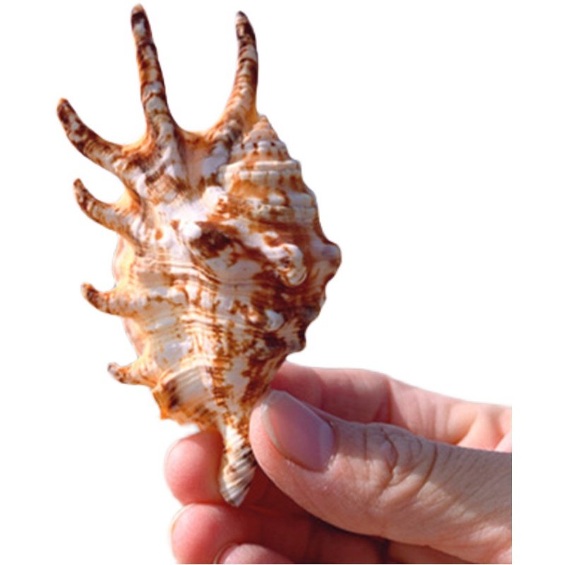 七角七星天然海螺贝壳稀有标本鱼缸造景家居海螺