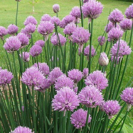 驱虫草籽驱蚊花卉红蜘蛛克星虾夷葱花种子小香家庭园艺种子