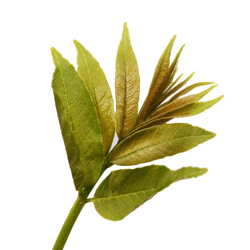 野生生食茱萸鲜叶500g椿叶花椒满天星香料裹蛋其他药食同源食品