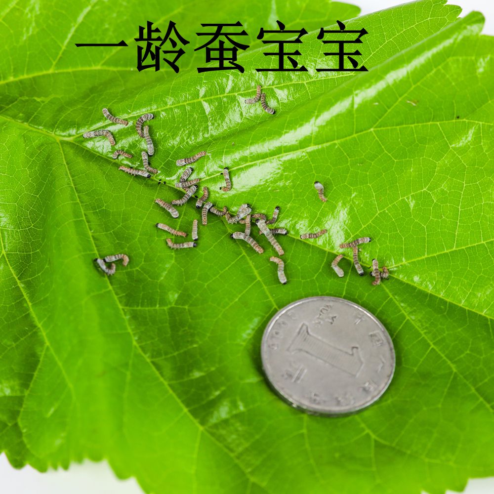 春蚕宝宝活体蚕卵蚕种蚕籽金丝自然课宠物卵1龄2龄套装学生养蚕
