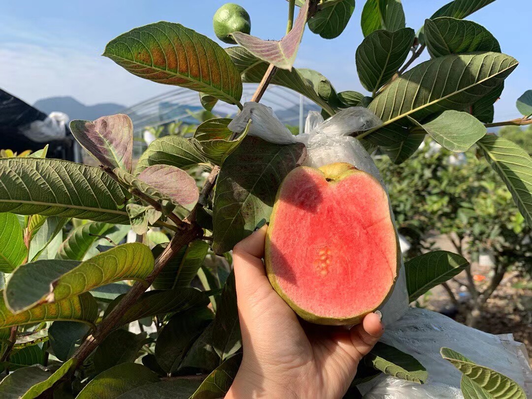 自家果园现摘红心芭乐番石榴5斤顺丰芭乐