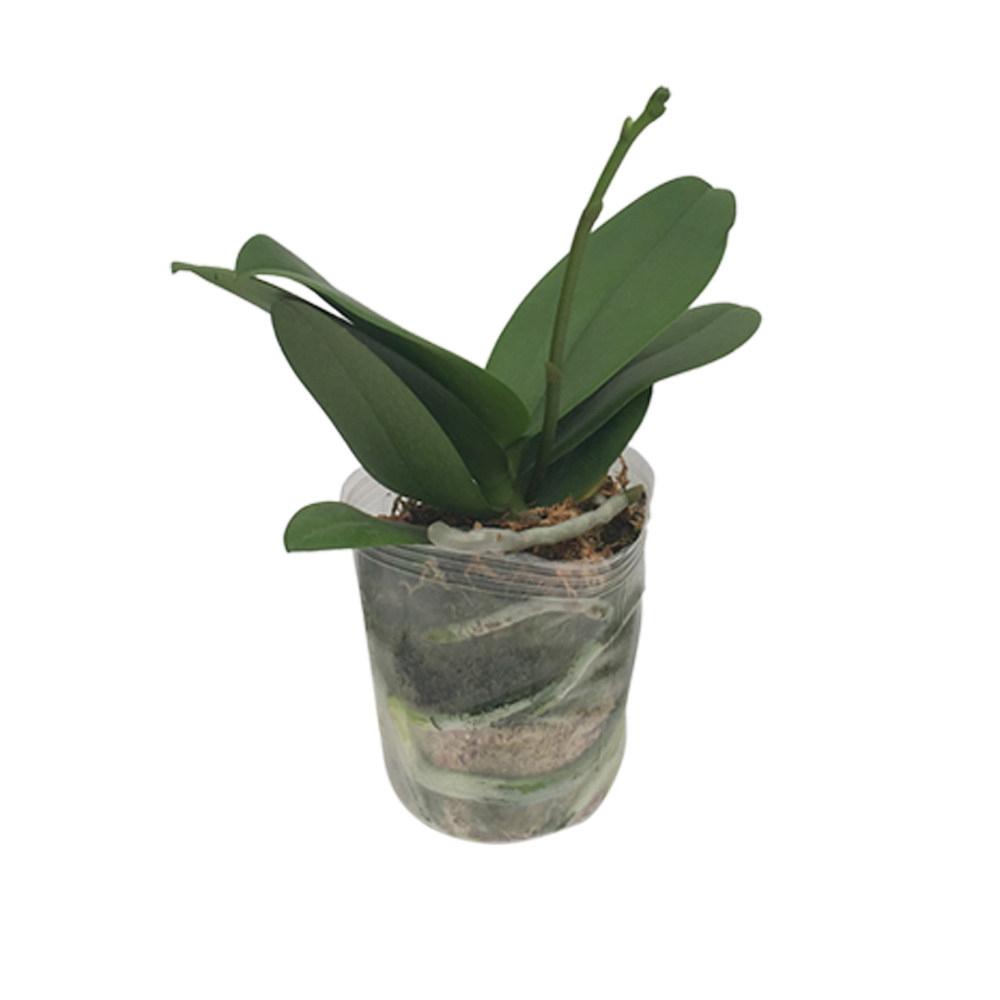 蝴蝶兰花苗大苗盆栽 抽梗带花剑 2-3个月开花 保证对版 花花大王