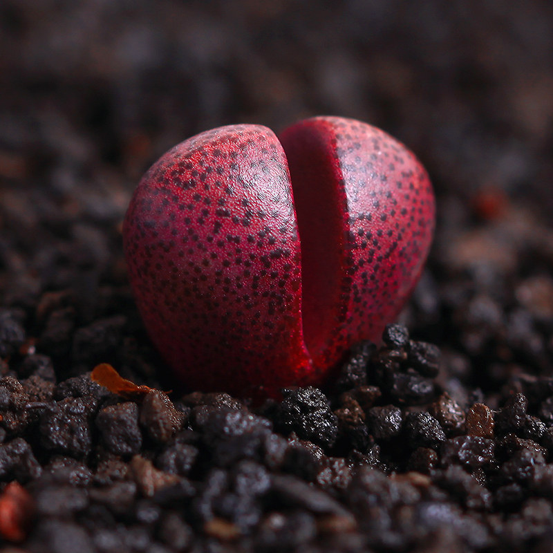 红帝玉紫帝玉多肉植物生石花多肉石头石生花屁屁股花室内绿植超萌