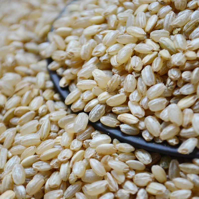 东北五常糙米大米杂粮早餐食用玄米胚芽活米糙米