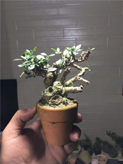 精品小叶栀子花 矮霸小老桩盆景 开花结果浓香型办公桌绿植花卉批
